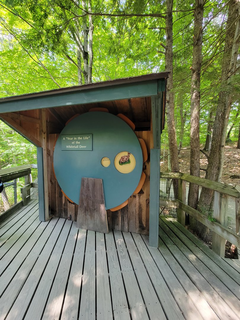 Squam Lakes NSC, 7/22 - A year in the life of a whitetail deer