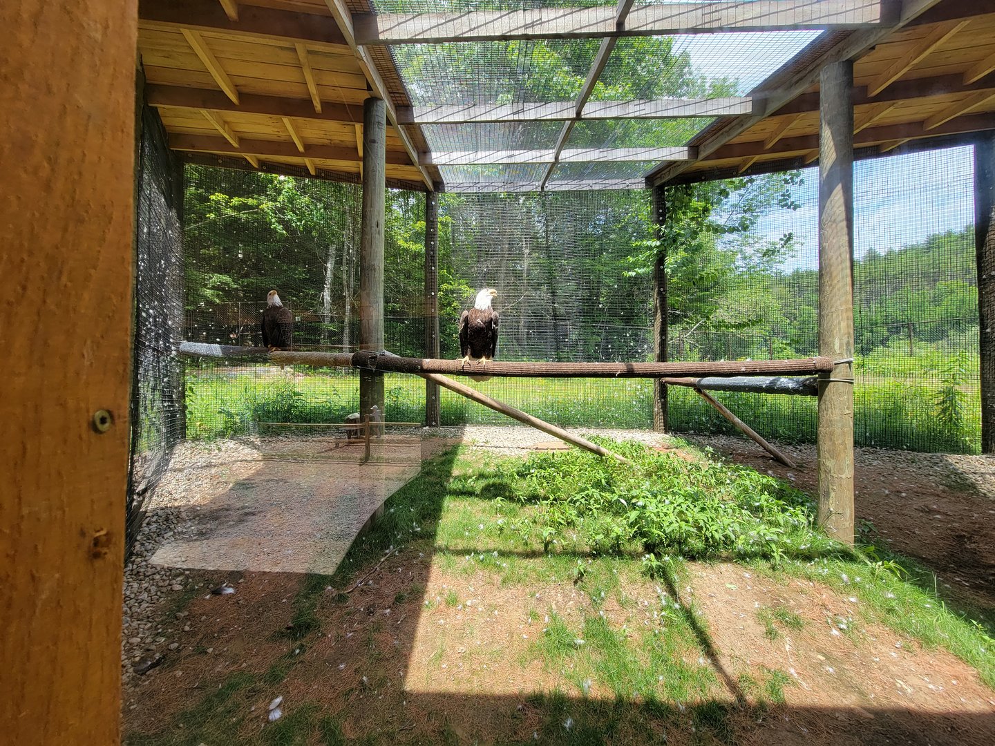 Squam Lakes NSC, 7/22 - Bald eagles
