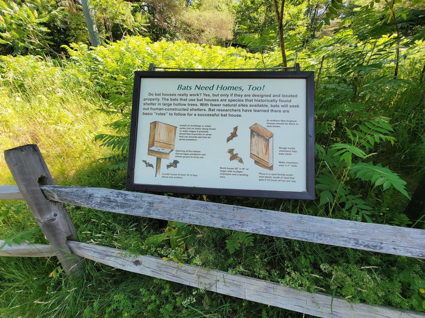 Squam Lakes NSC, 7/22 - Bats need homes, too