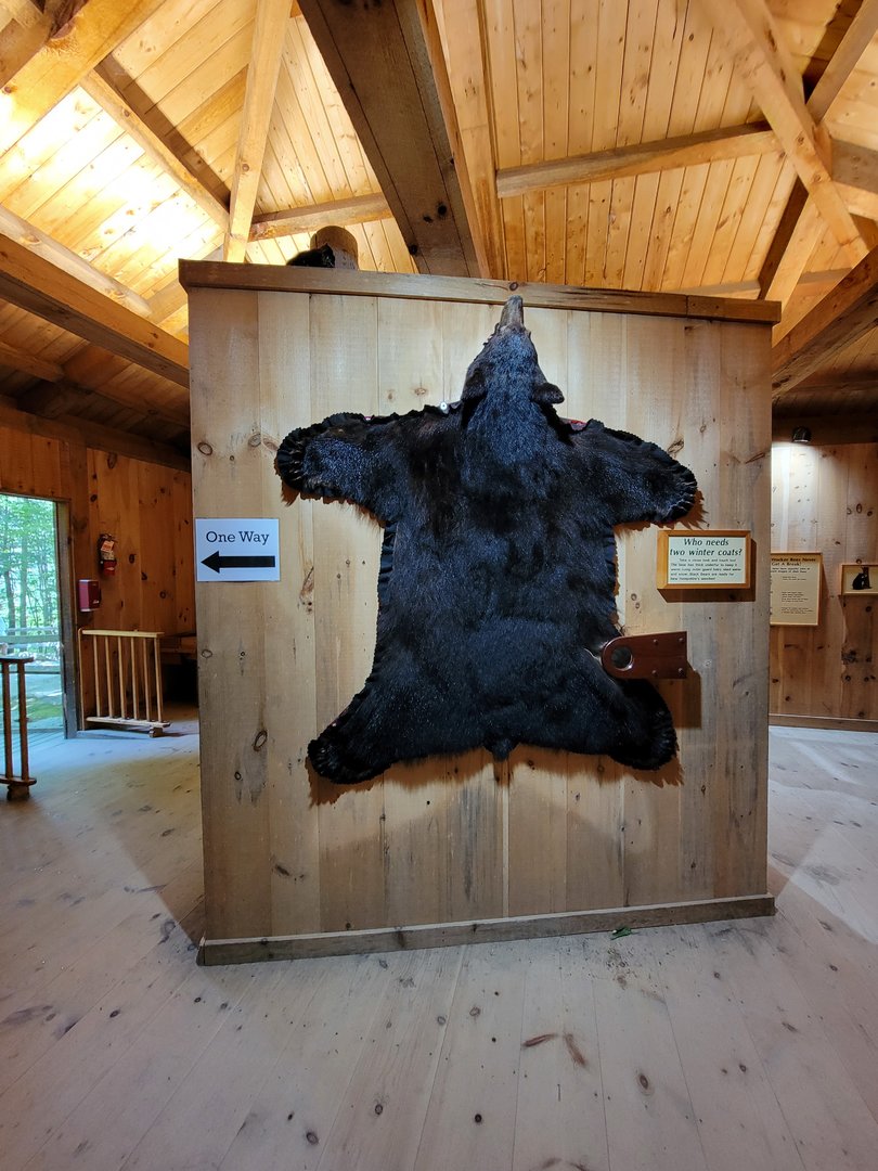 Squam Lakes NSC, 7/22 - Black bear building, pelt