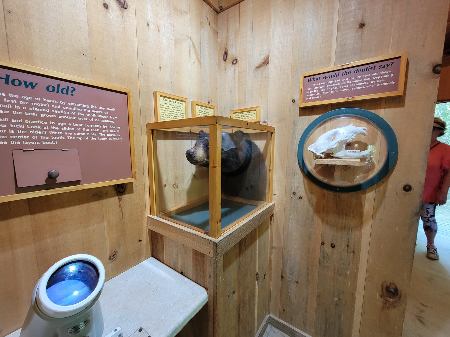 Squam Lakes NSC, 7/22 - Black bear building, telling age