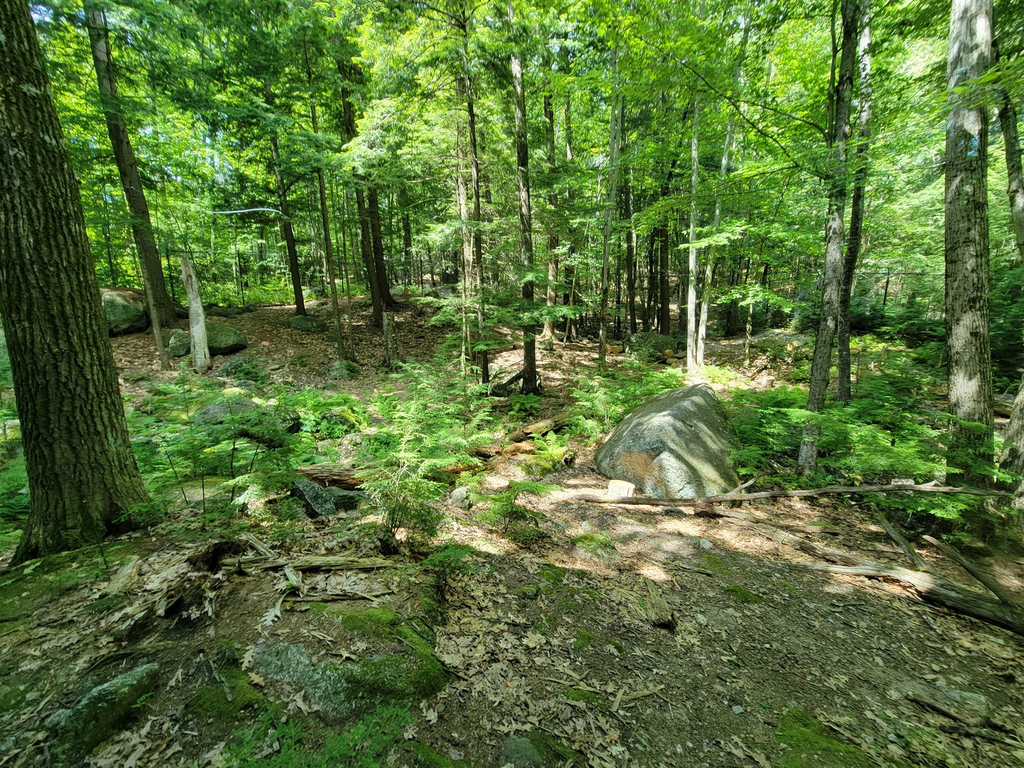 Squam Lakes NSC, 7/22 - Black bear exhibit