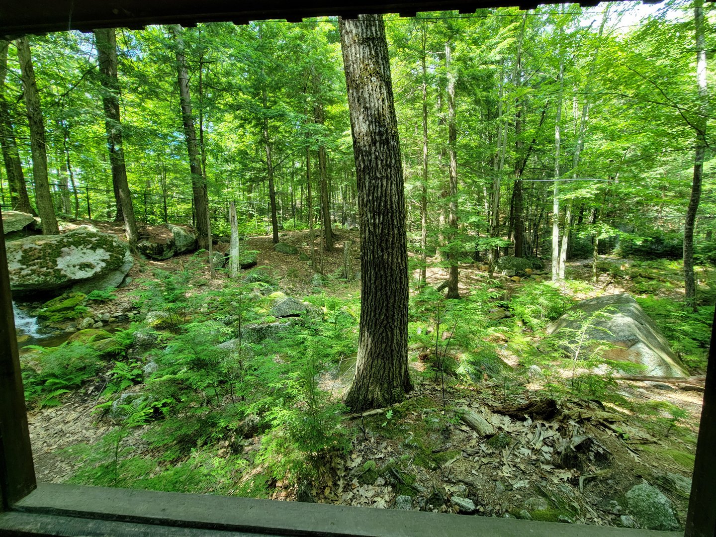 Squam Lakes NSC, 7/22 - Black bear exhibit