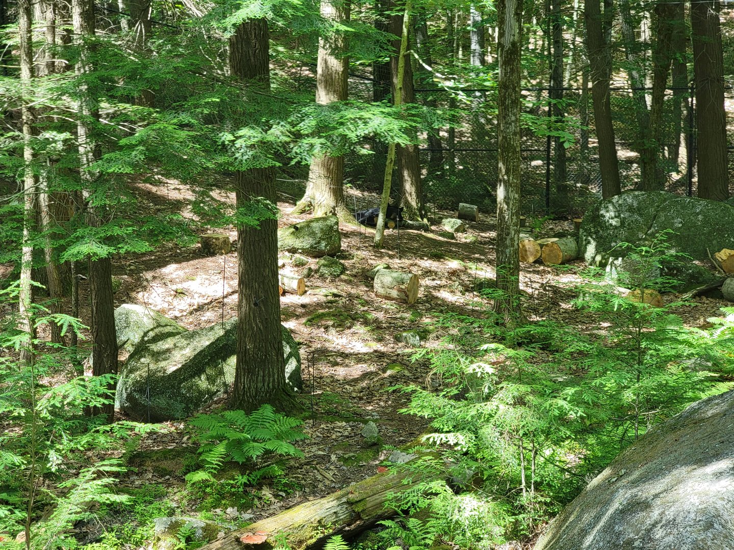 Squam Lakes NSC, 7/22 - Black bear is in this photo