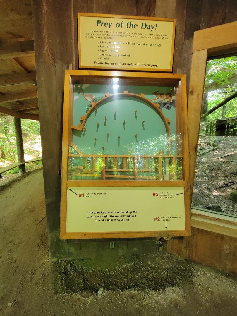 Squam Lakes NSC, 7/22 - Bobcat game, will you catch prey for the day?