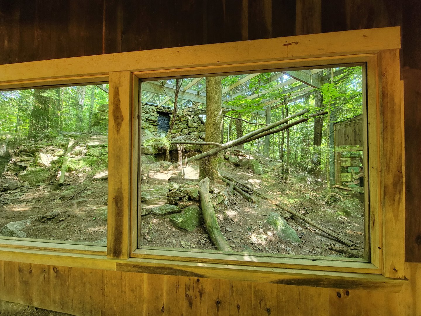 Squam Lakes NSC, 7/22 - Bobcats from left window