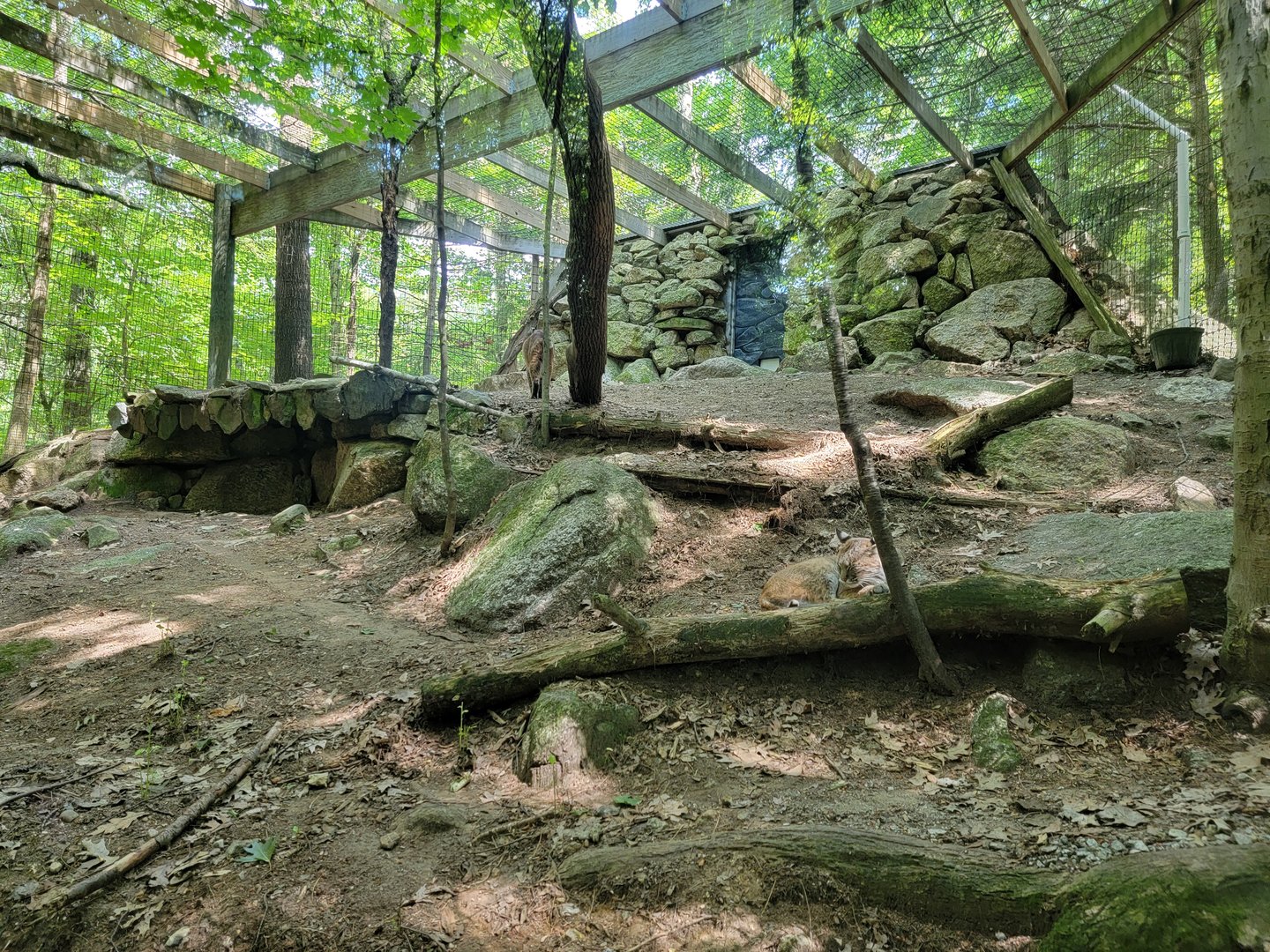 Squam Lakes NSC, 7/22 - Bobcats from right window