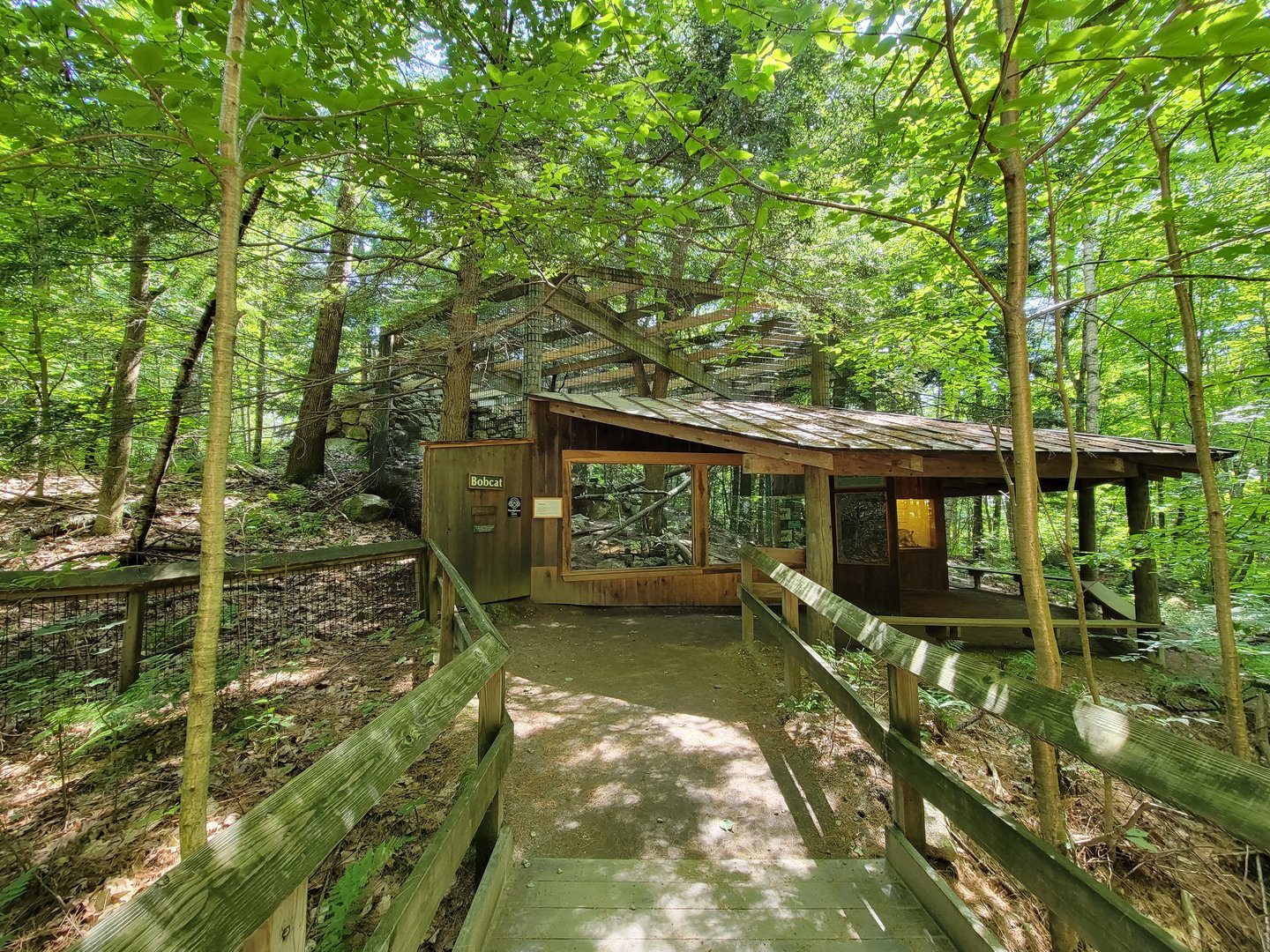 Squam Lakes NSC, 7/22 - Bobcats