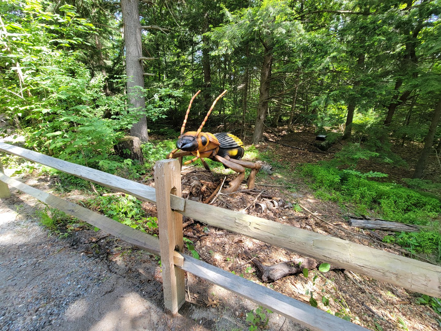 Squam Lakes NSC, 7/22 - Bombardier Beetle (moves and spits water)
