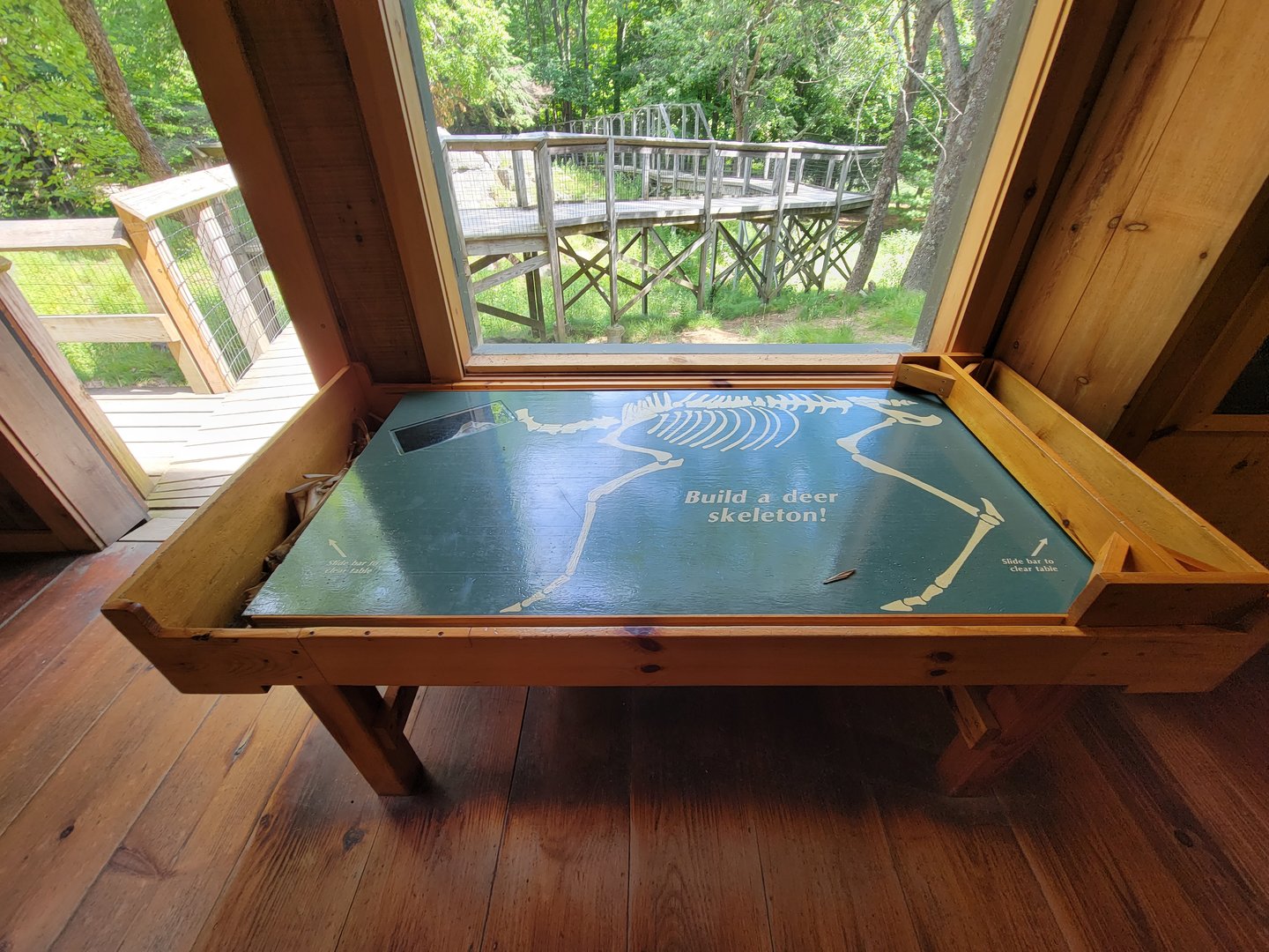 Squam Lakes NSC, 7/22 - Build a deer skeleton!