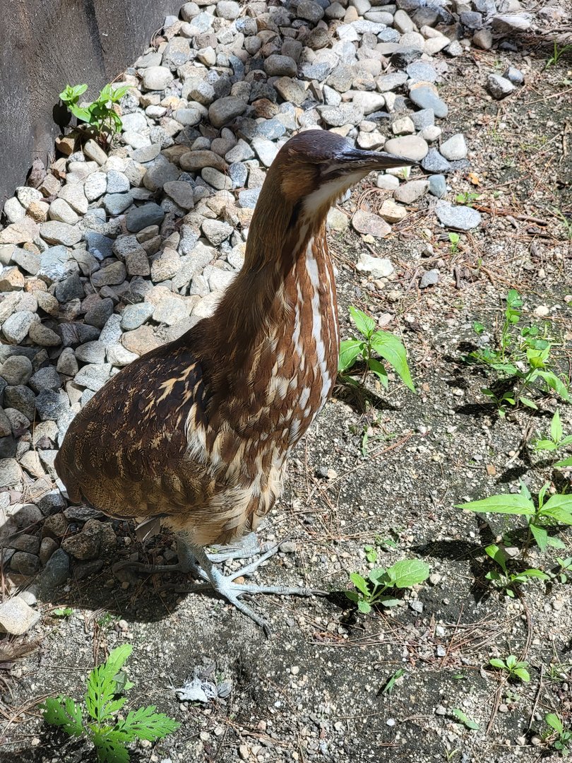 Squam Lakes NSC, 7/22 - Celebrate Birds! American Bittern