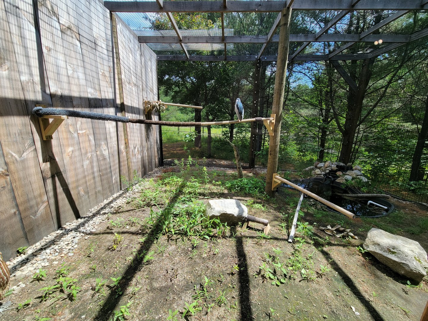 Squam Lakes NSC, 7/22 - Celebrate Birds! Black-crowned Night Heron, American Bittern