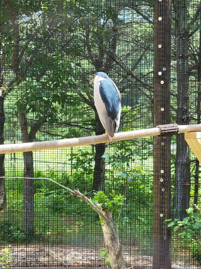 Squam Lakes NSC, 7/22 - Celebrate Birds! Black-crowned Night Heron