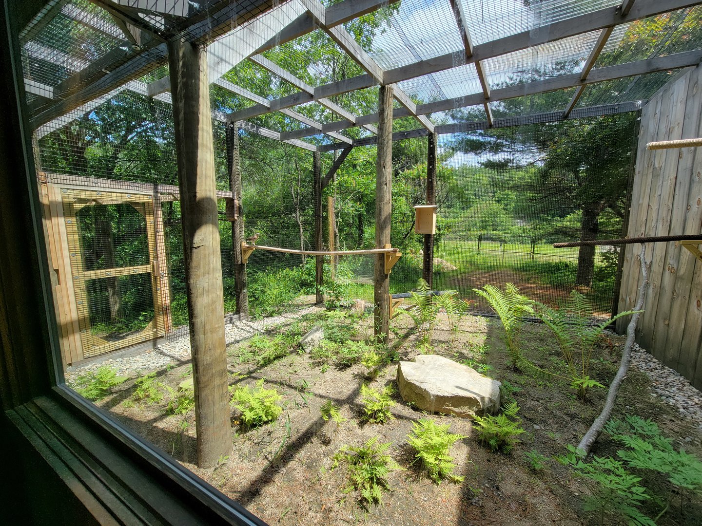 Squam Lakes NSC, 7/22 - Celebrate Birds! Broad-winged Hawk