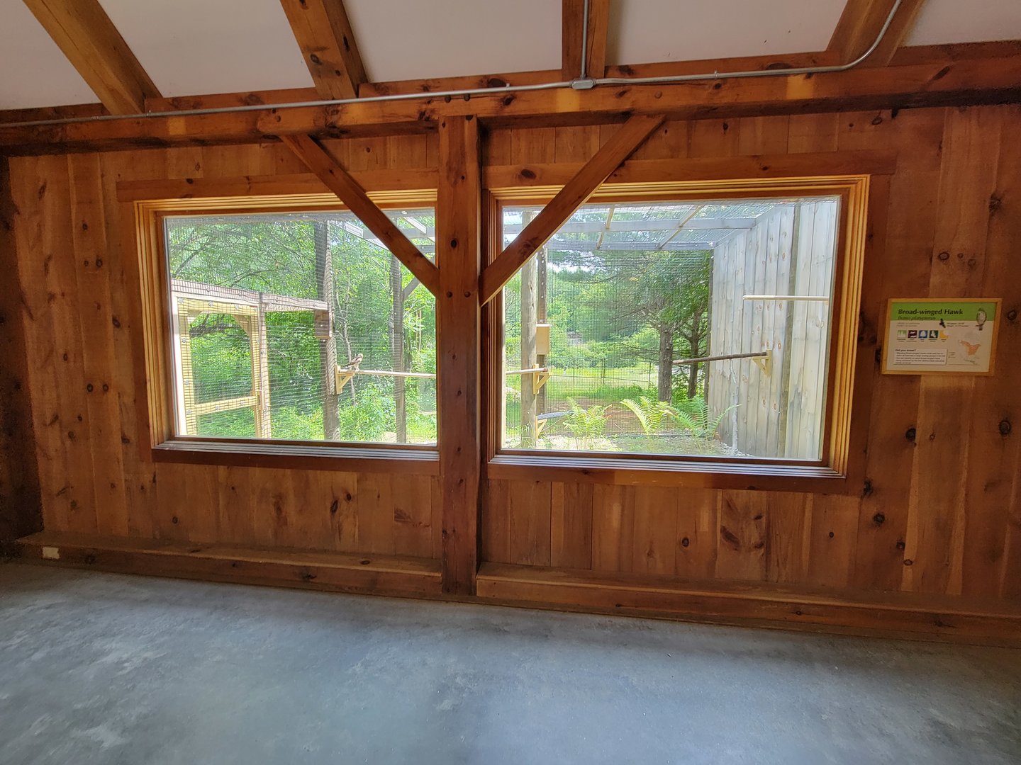 Squam Lakes NSC, 7/22 - Celebrate Birds! Broad-winged Hawk