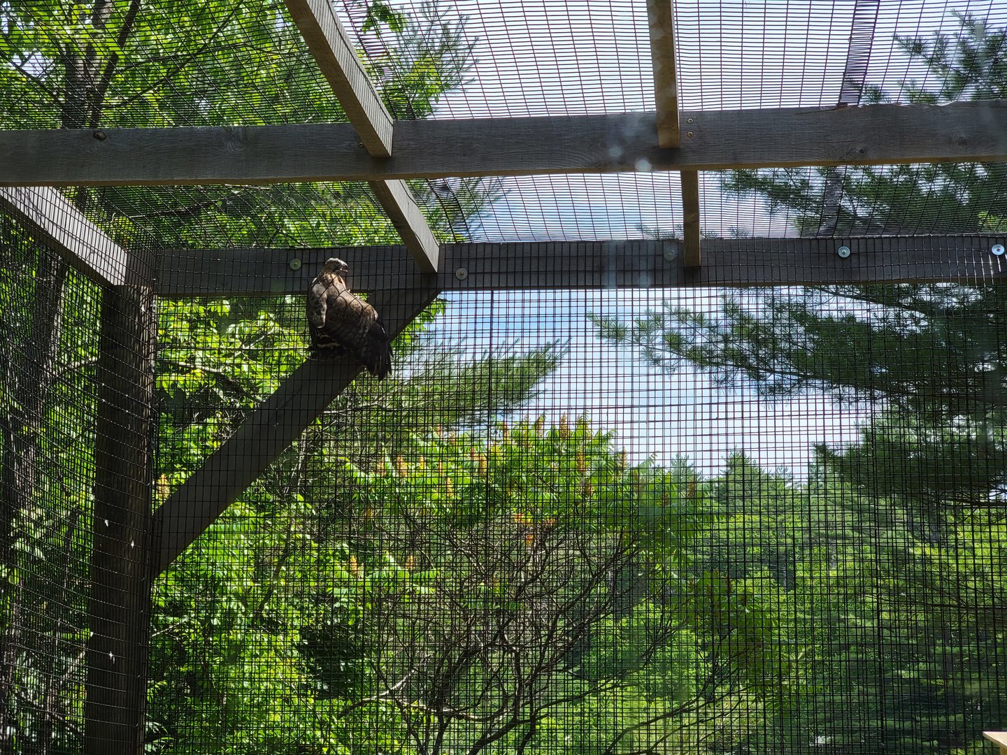 Squam Lakes NSC, 7/22 - Celebrate Birds! Broad-winged Hawk