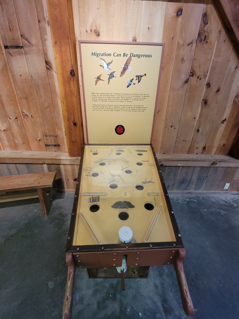 Squam Lakes NSC, 7/22 - Celebrate Birds! Migration survival pinball