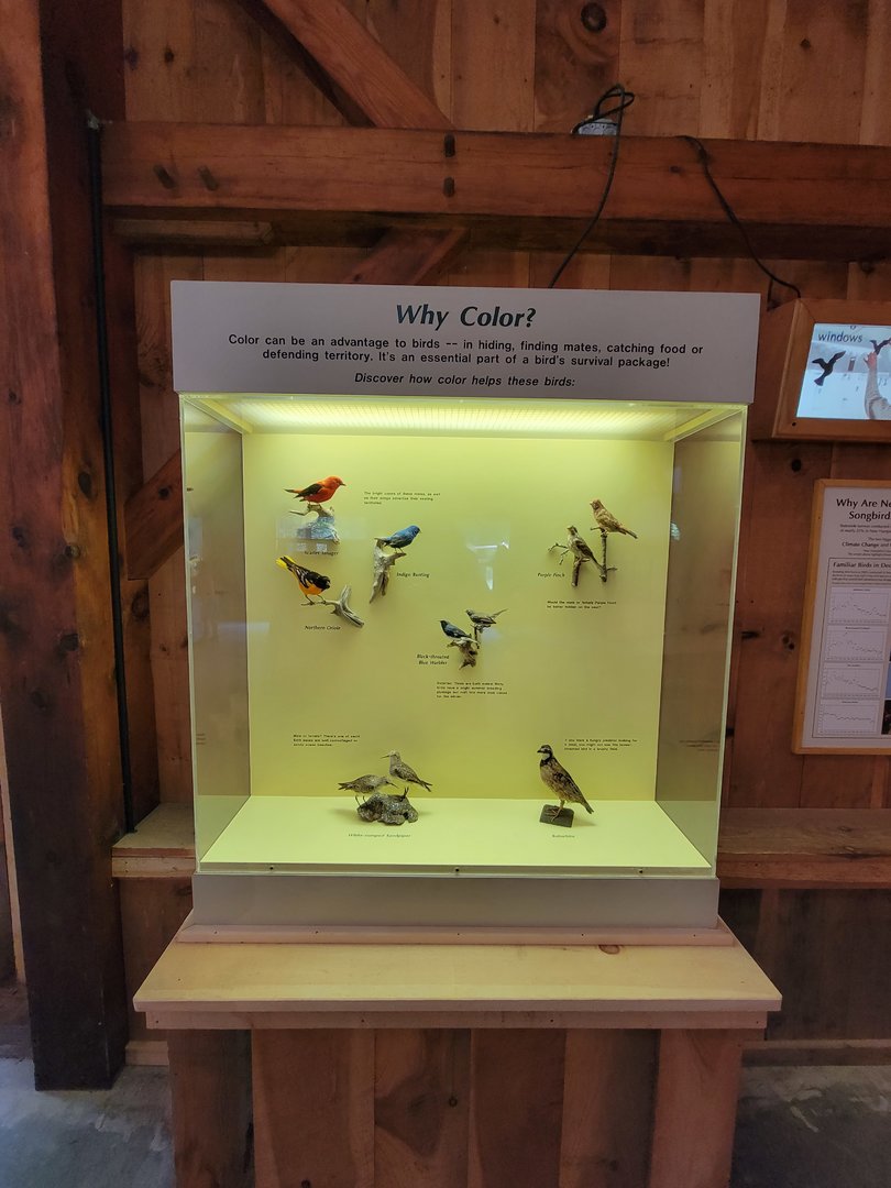 Squam Lakes NSC, 7/22 - Celebrate Birds! Why color?
