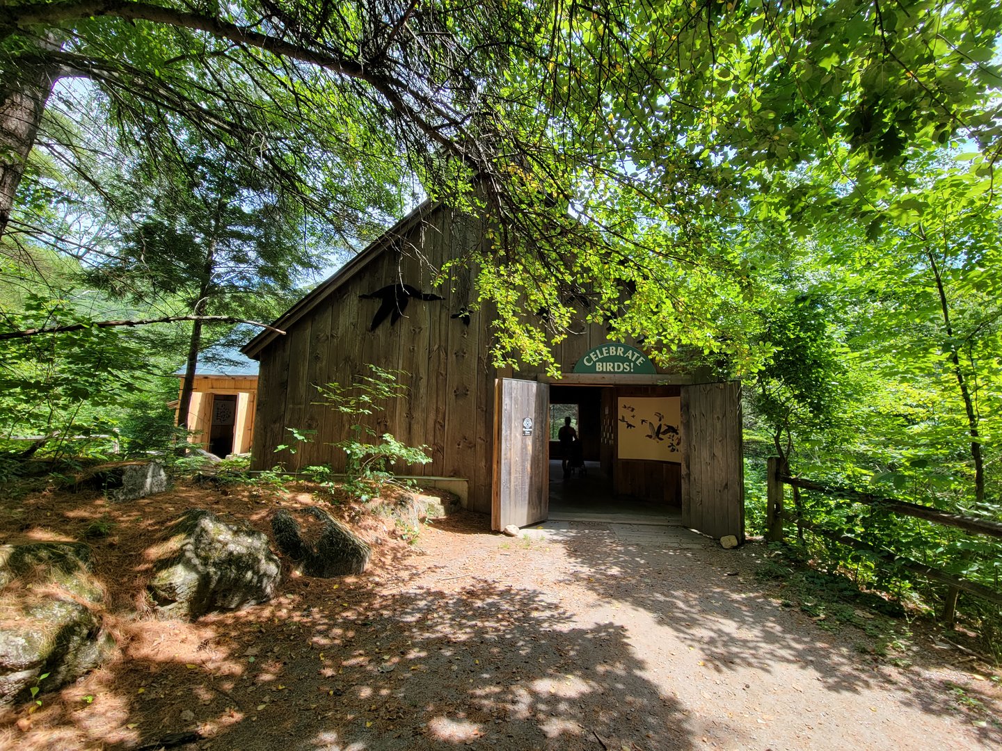 Squam Lakes NSC, 7/22 - Celebrate Birds!