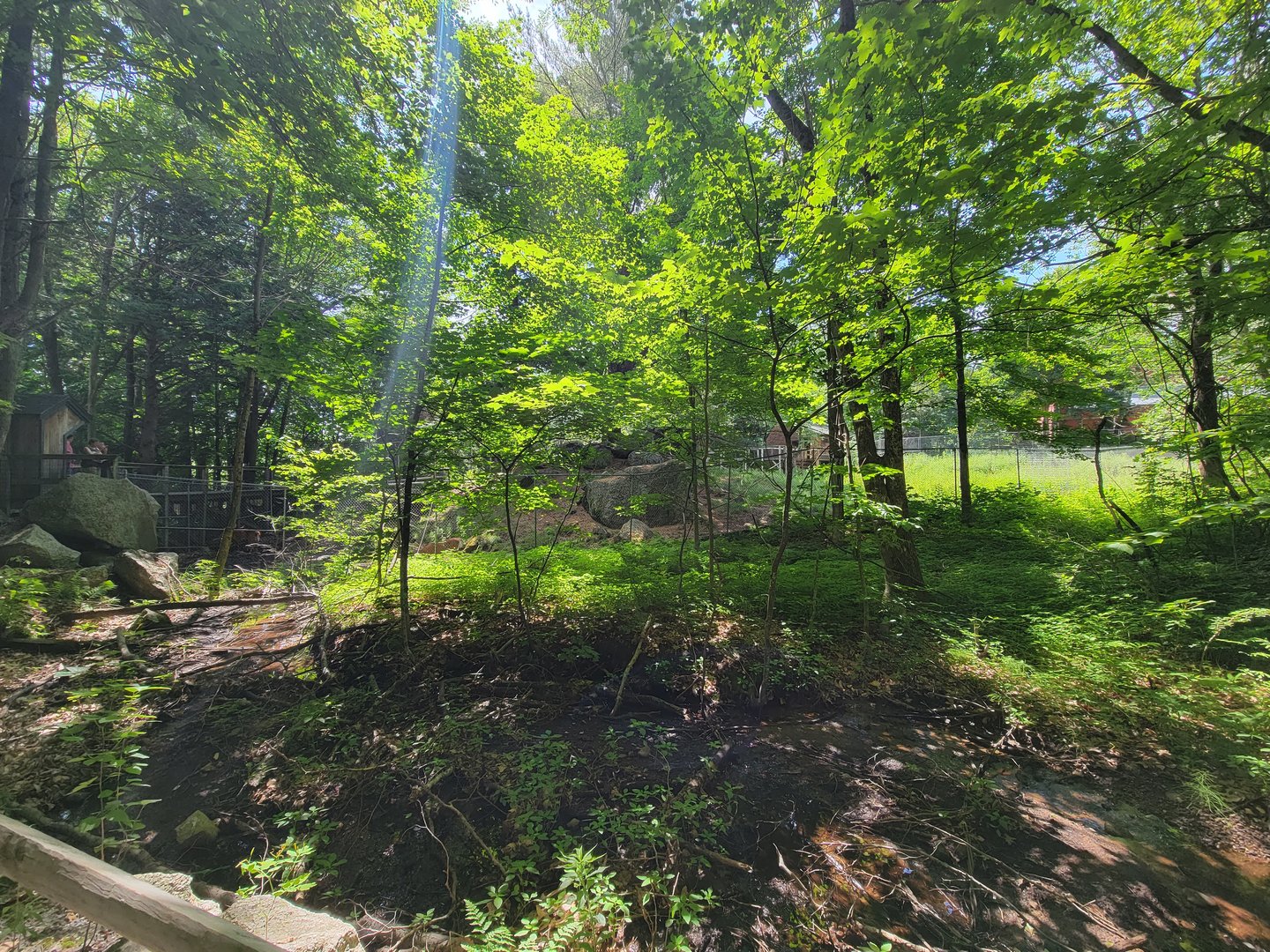 Squam Lakes NSC, 7/22 - Coming up to whitetail deer exhibit