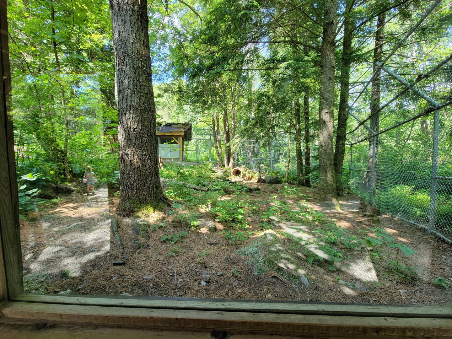 Squam Lakes NSC, 7/22 - Coyote exhibit (human is a reflection)