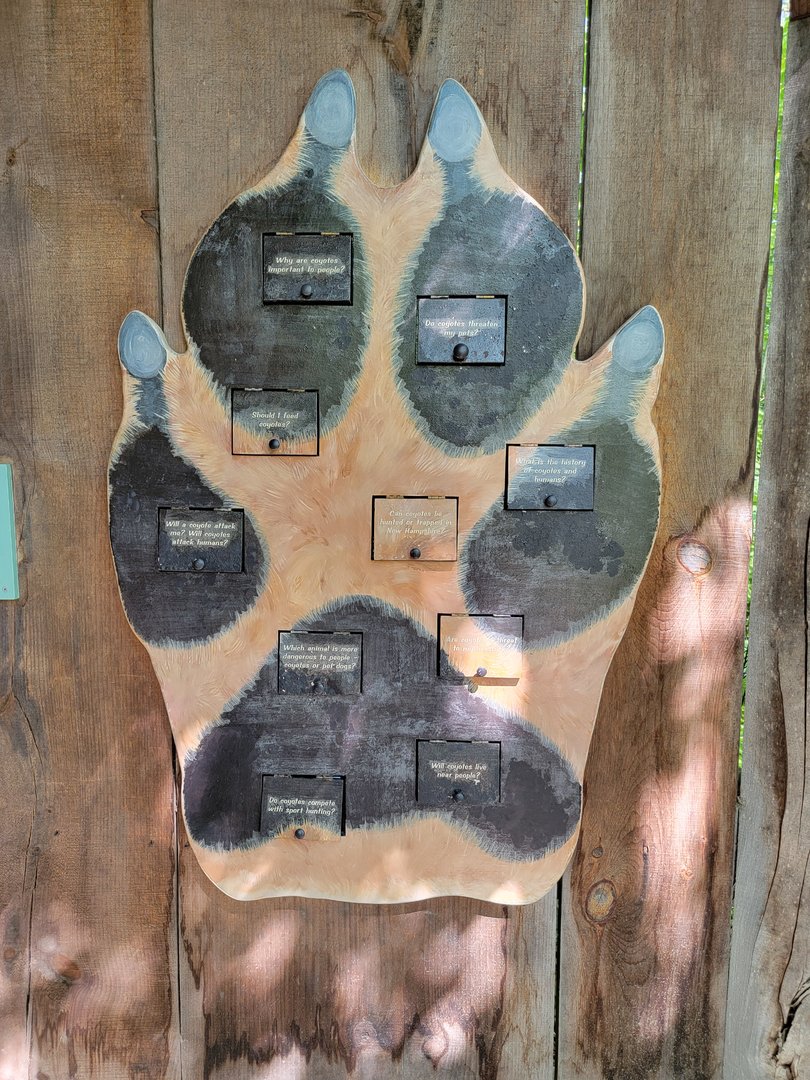 Squam Lakes NSC, 7/22 - Coyote questions and answers