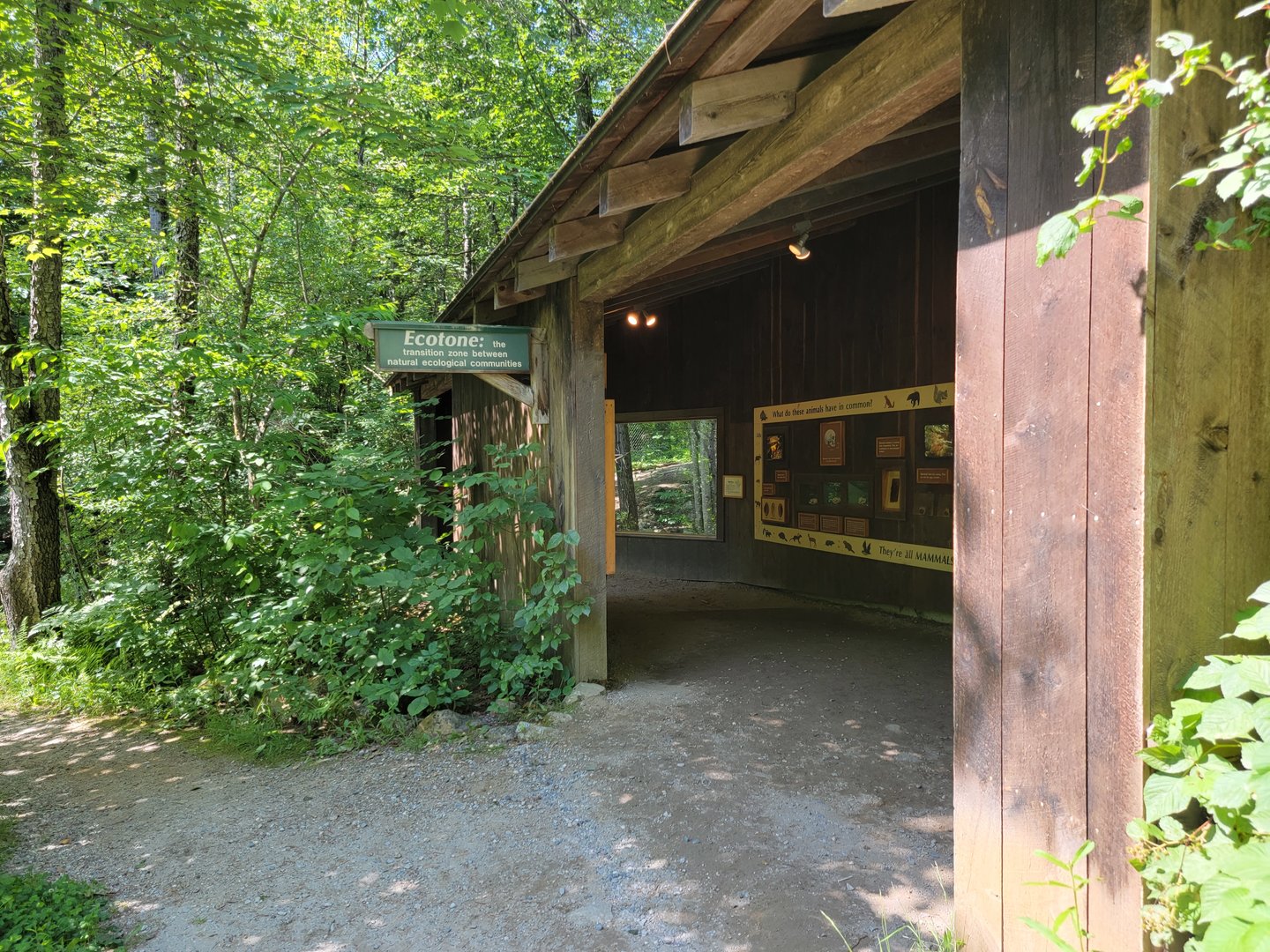 Squam Lakes NSC, 7/22 - Ecotone
