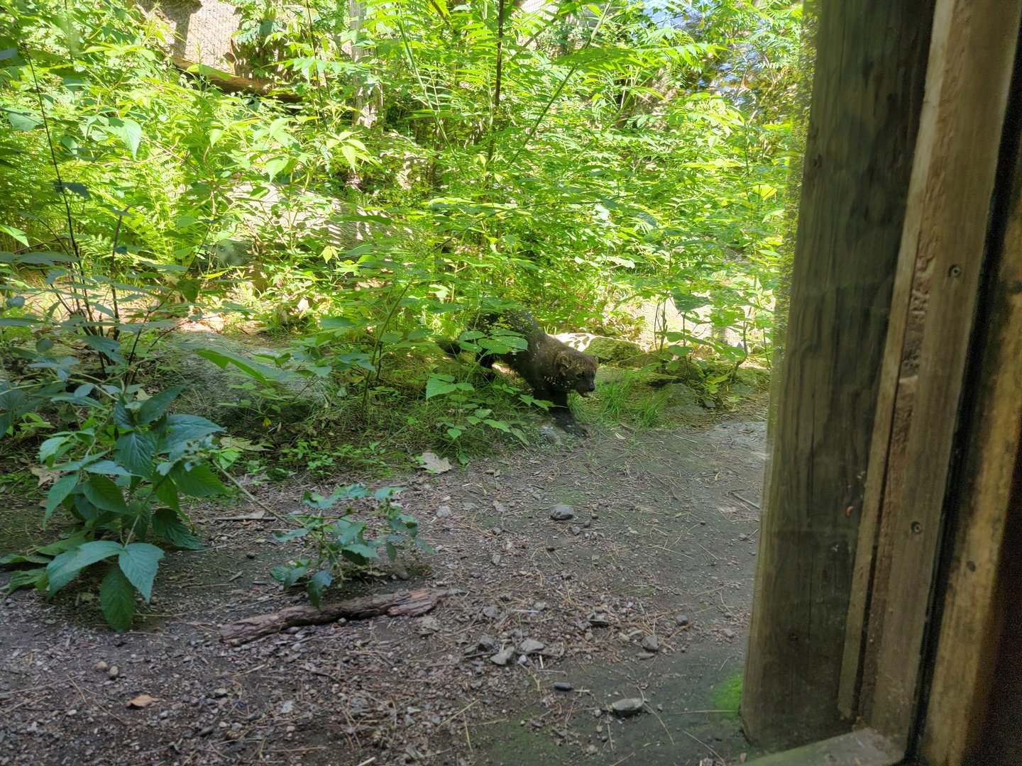 Squam Lakes NSC, 7/22 - Fisher, coming down for some photos :)