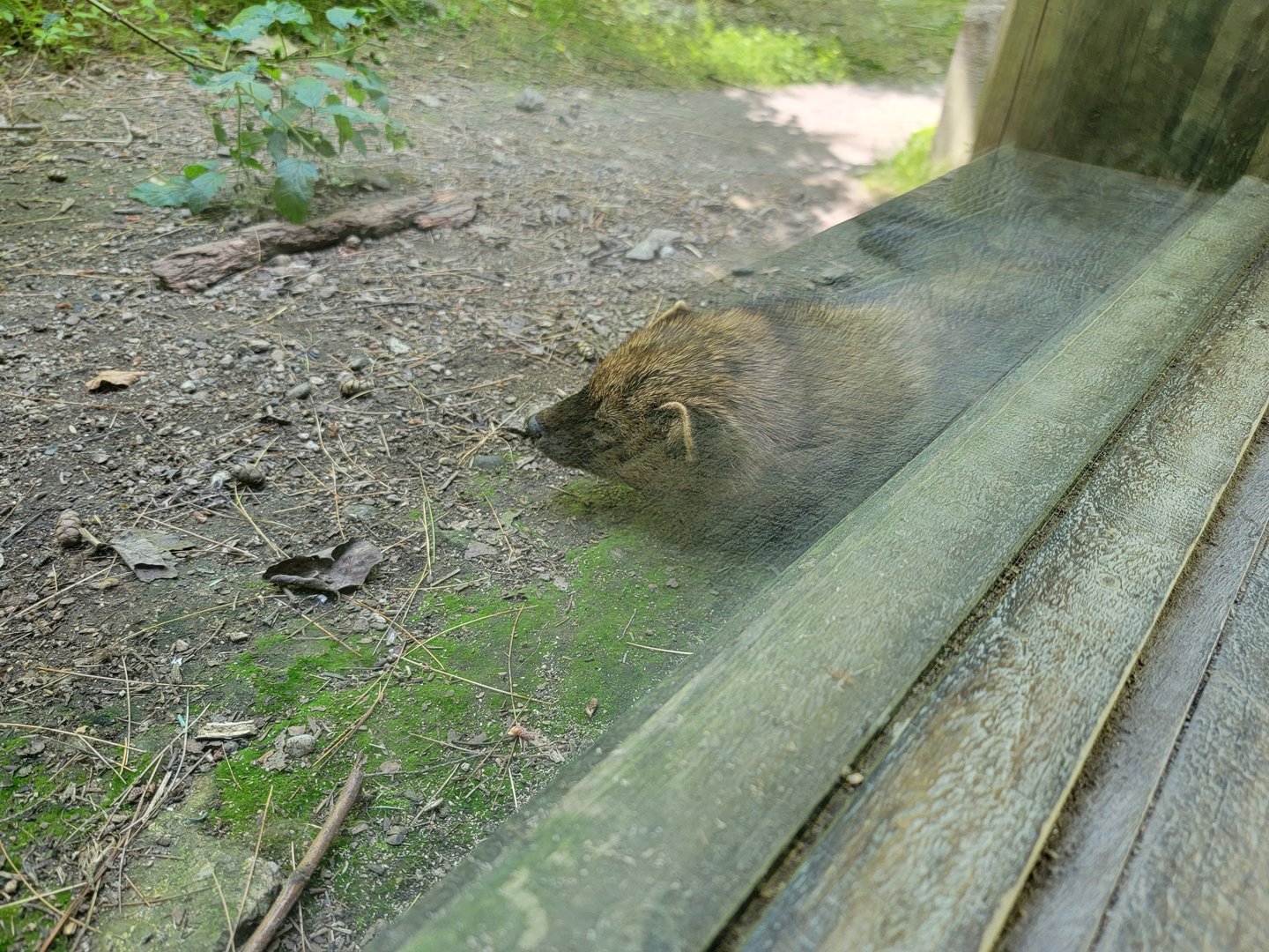 Squam Lakes NSC, 7/22 - Fisher
