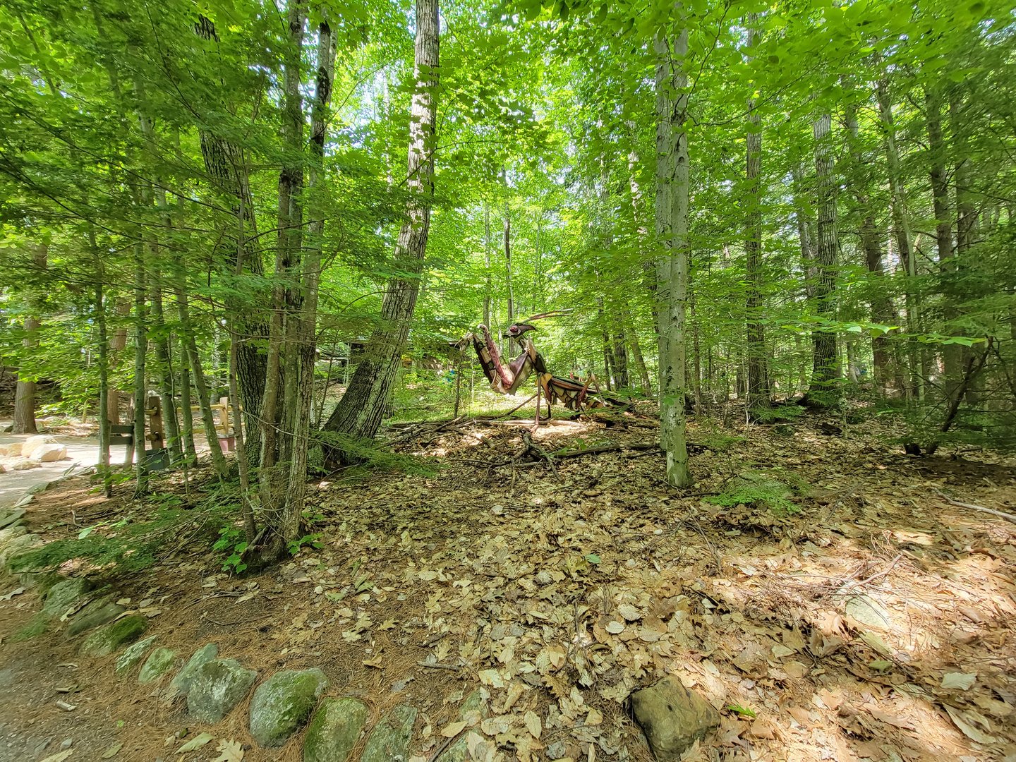 Squam Lakes NSC, 7/22 - Giant Insects, Devil's Flower Mantis