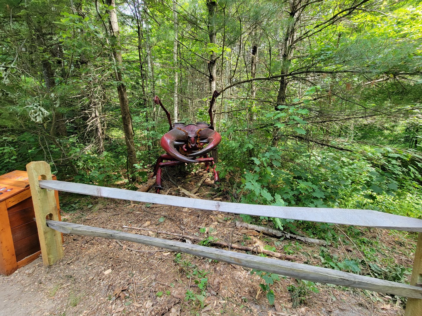 Squam Lakes NSC, 7/22 - Giant Insects, Stag Beetle(moves)