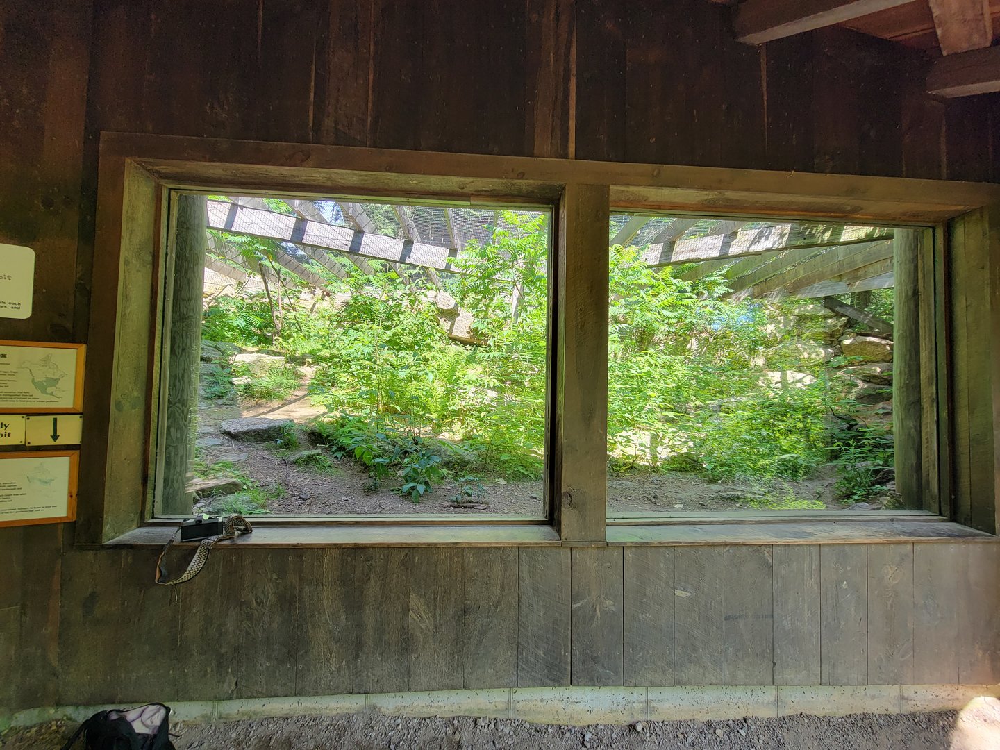 Squam Lakes NSC, 7/22 - Gray fox / Fisher rotating exhibit