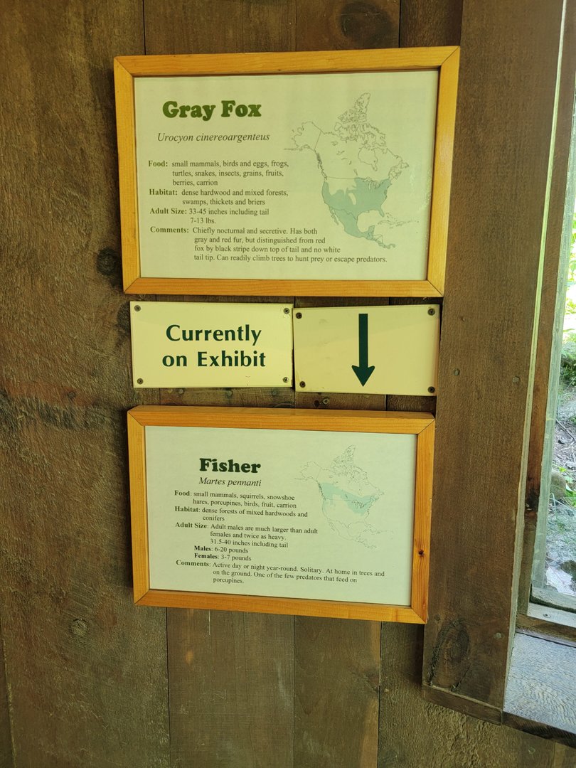 Squam Lakes NSC, 7/22 - Gray fox / Fisher signage for rotating exhibit