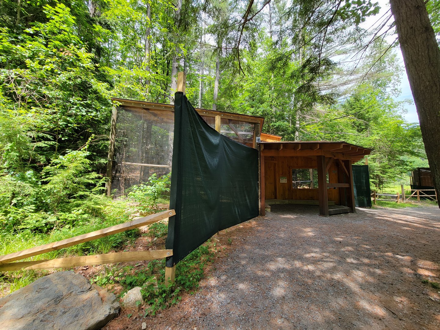 Squam Lakes NSC, 7/22 - Great horned owl, red-shouldered hawk