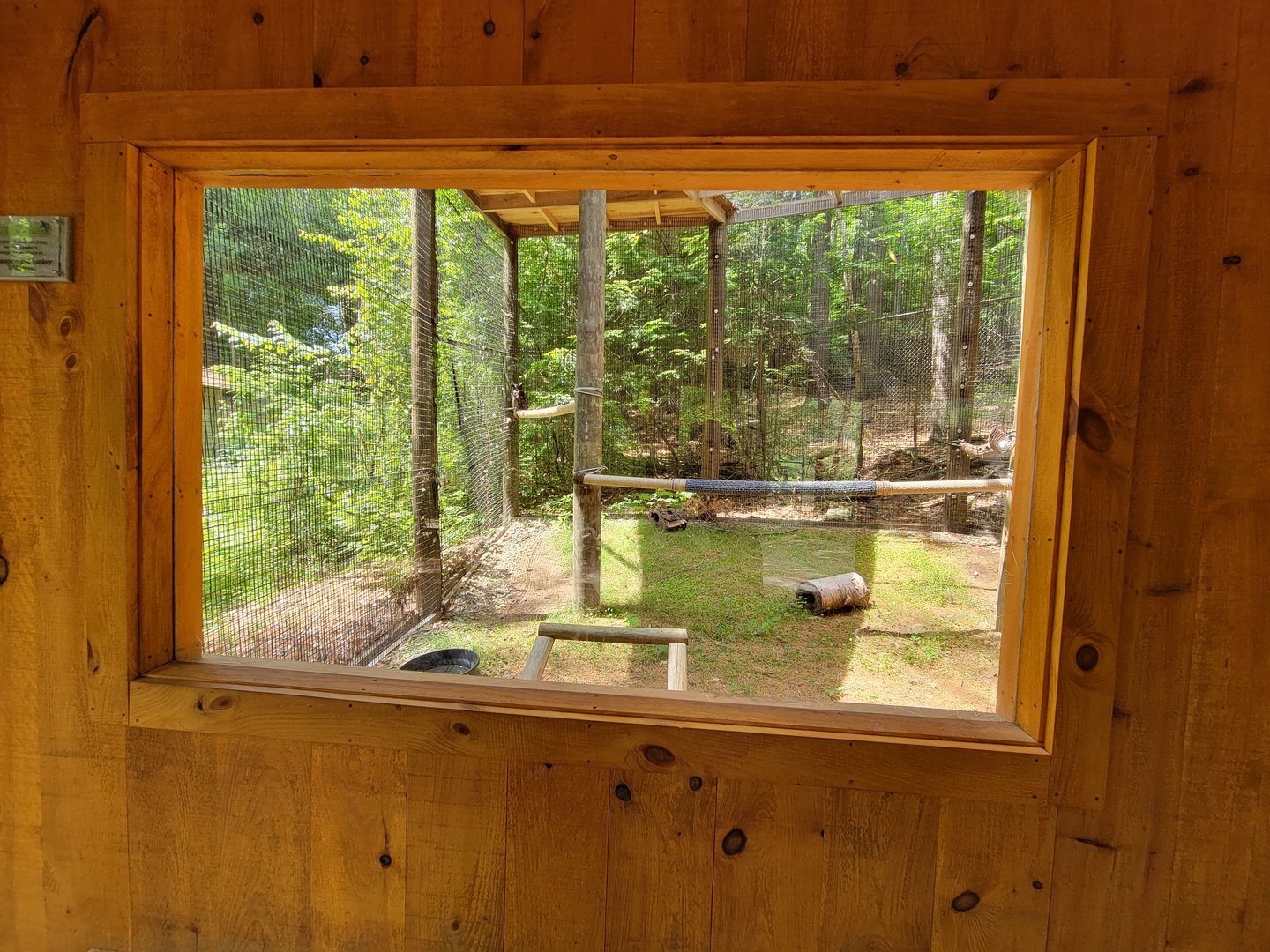 Squam Lakes NSC, 7/22 - Great horned owls