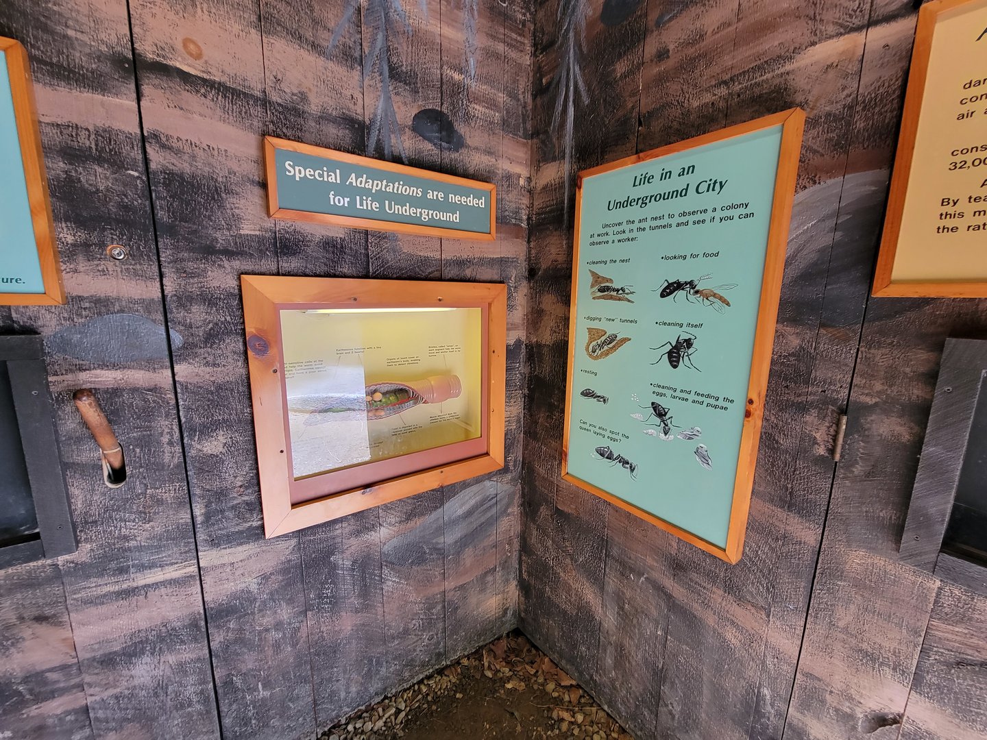 Squam Lakes NSC, 7/22 - Life Underground, ant adaptations