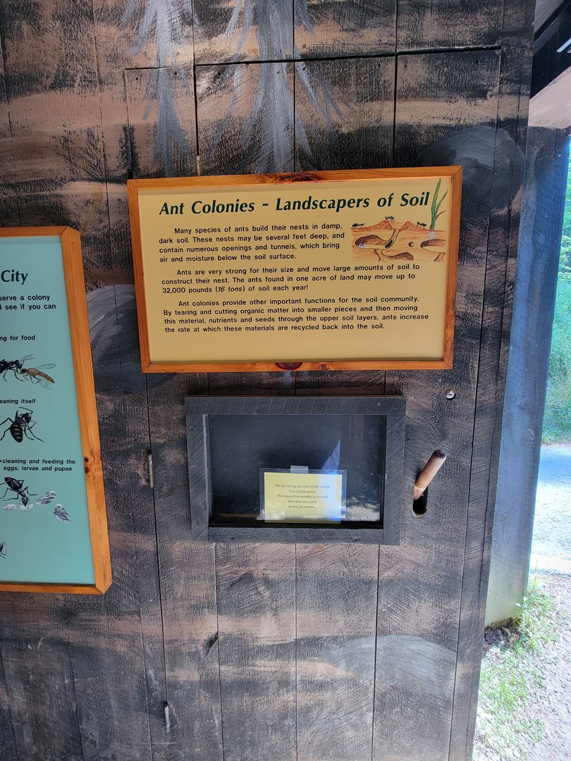Squam Lakes NSC, 7/22 - Life Underground, ants and soil