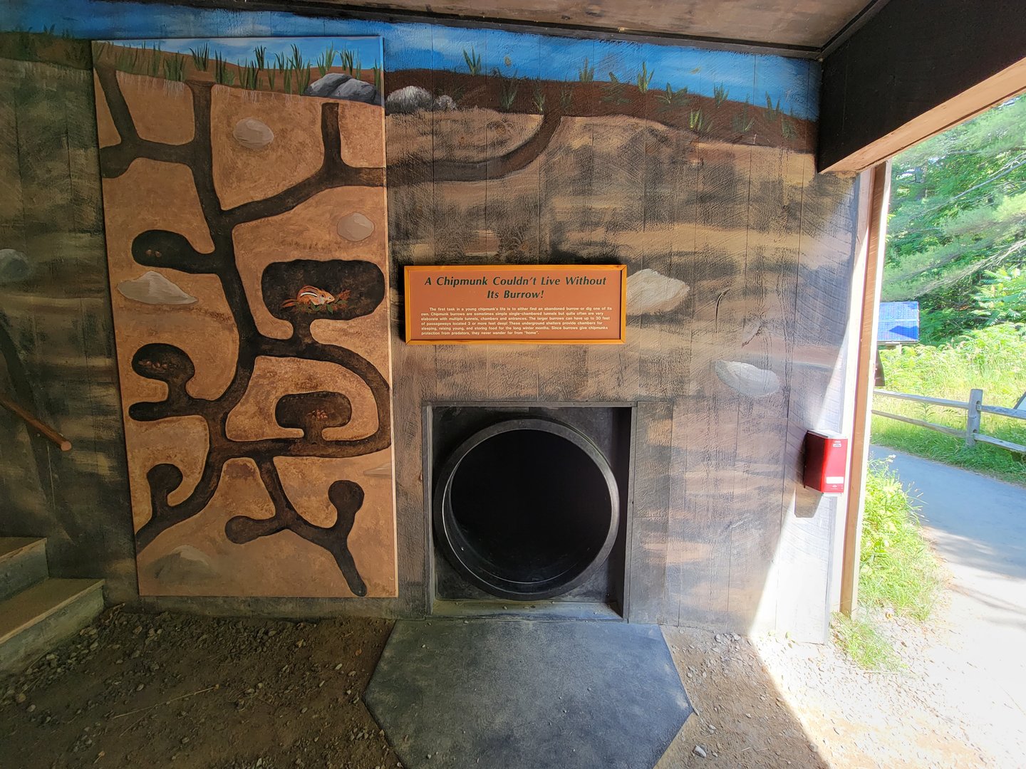 Squam Lakes NSC, 7/22 - Life Underground, pretend to be a chipmunk