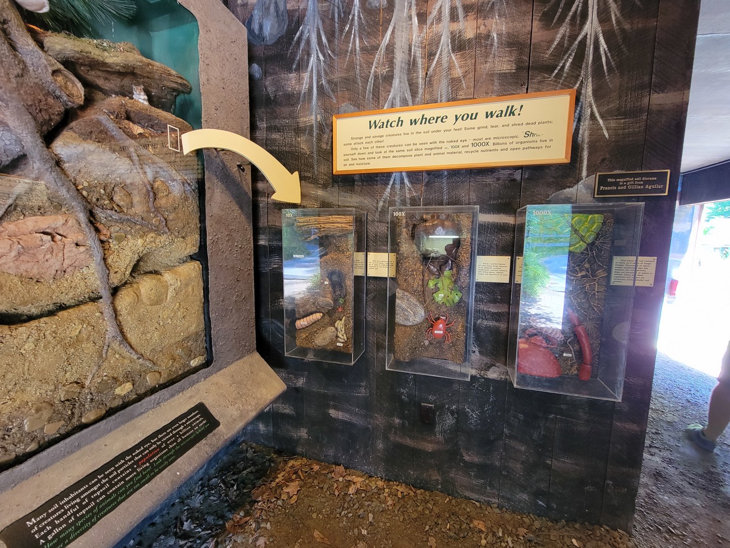 Squam Lakes NSC, 7/22 - Life Underground, tiny creatures under your feet