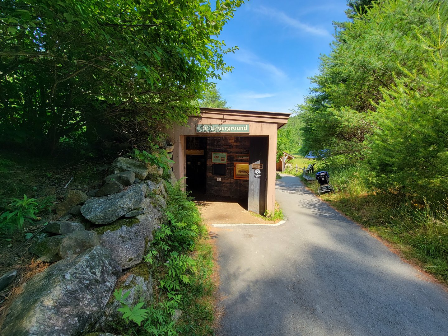 Squam Lakes NSC, 7/22 - Life Underground