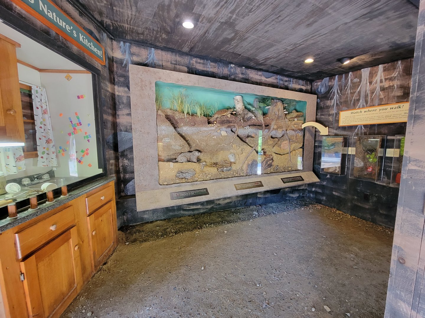 Squam Lakes NSC, 7/22 - Life Underground