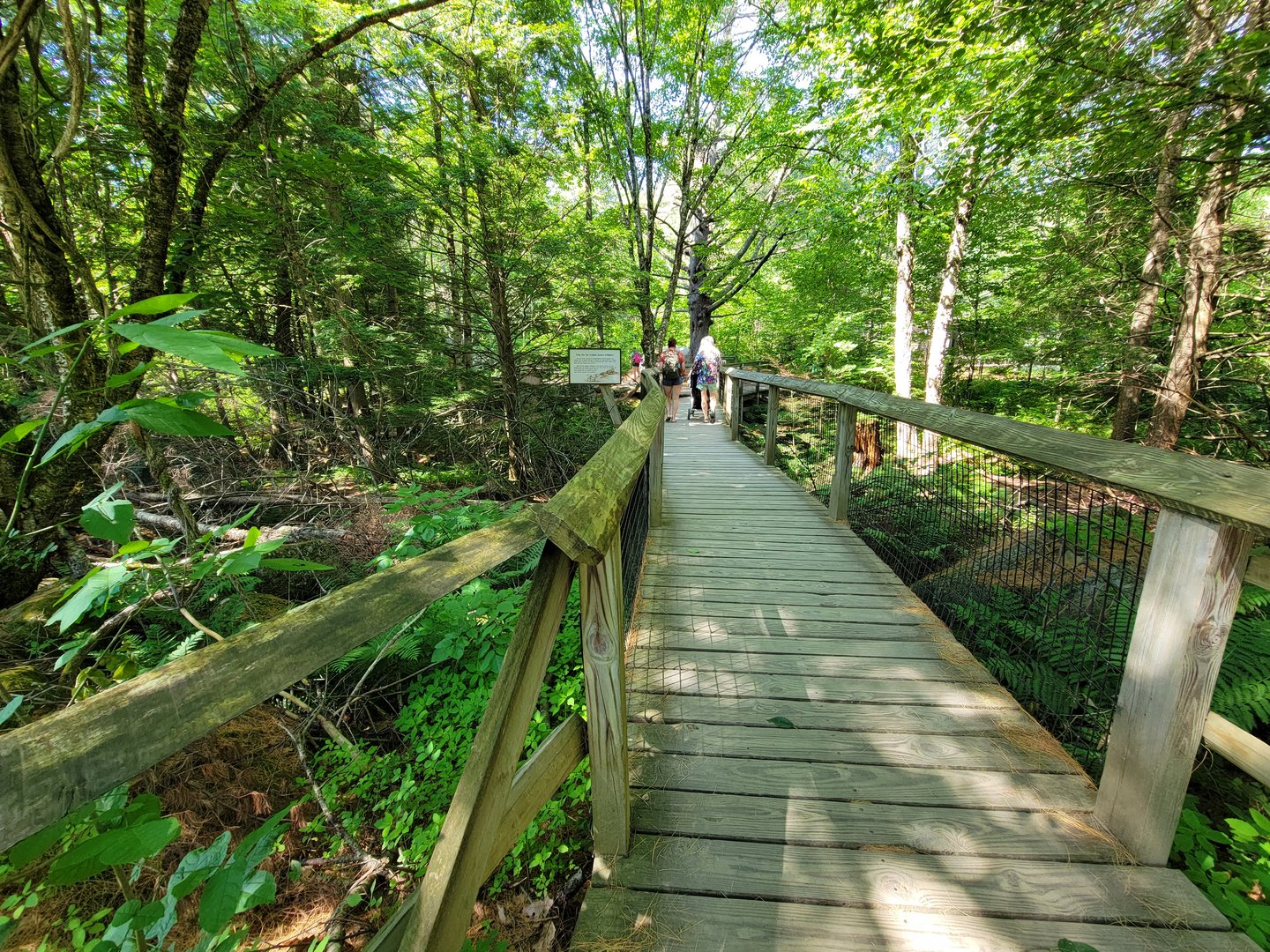 Squam Lakes NSC, 7/22 - Main path