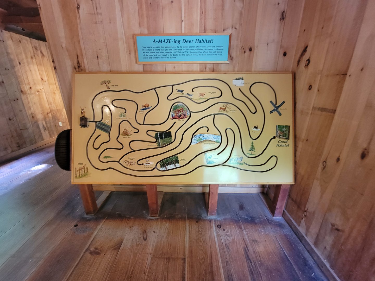 Squam Lakes NSC, 7/22 - Maze, guide the deer to its winter habitat