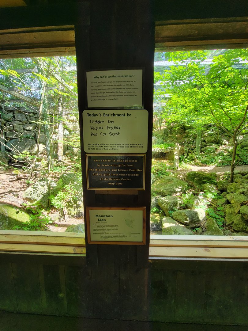 Squam Lakes NSC, 7/22 - Mountain lion enrichment of the day