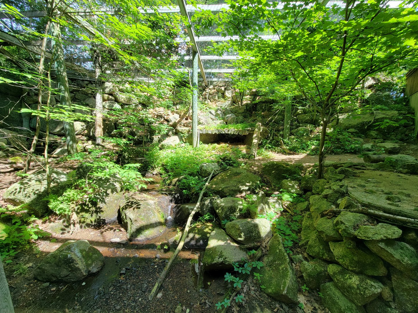 Squam Lakes NSC, 7/22 - Mountain lion exhibit