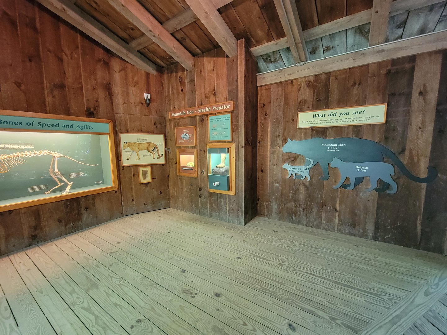 Squam Lakes NSC, 7/22 - Mountain lion info, skeleton