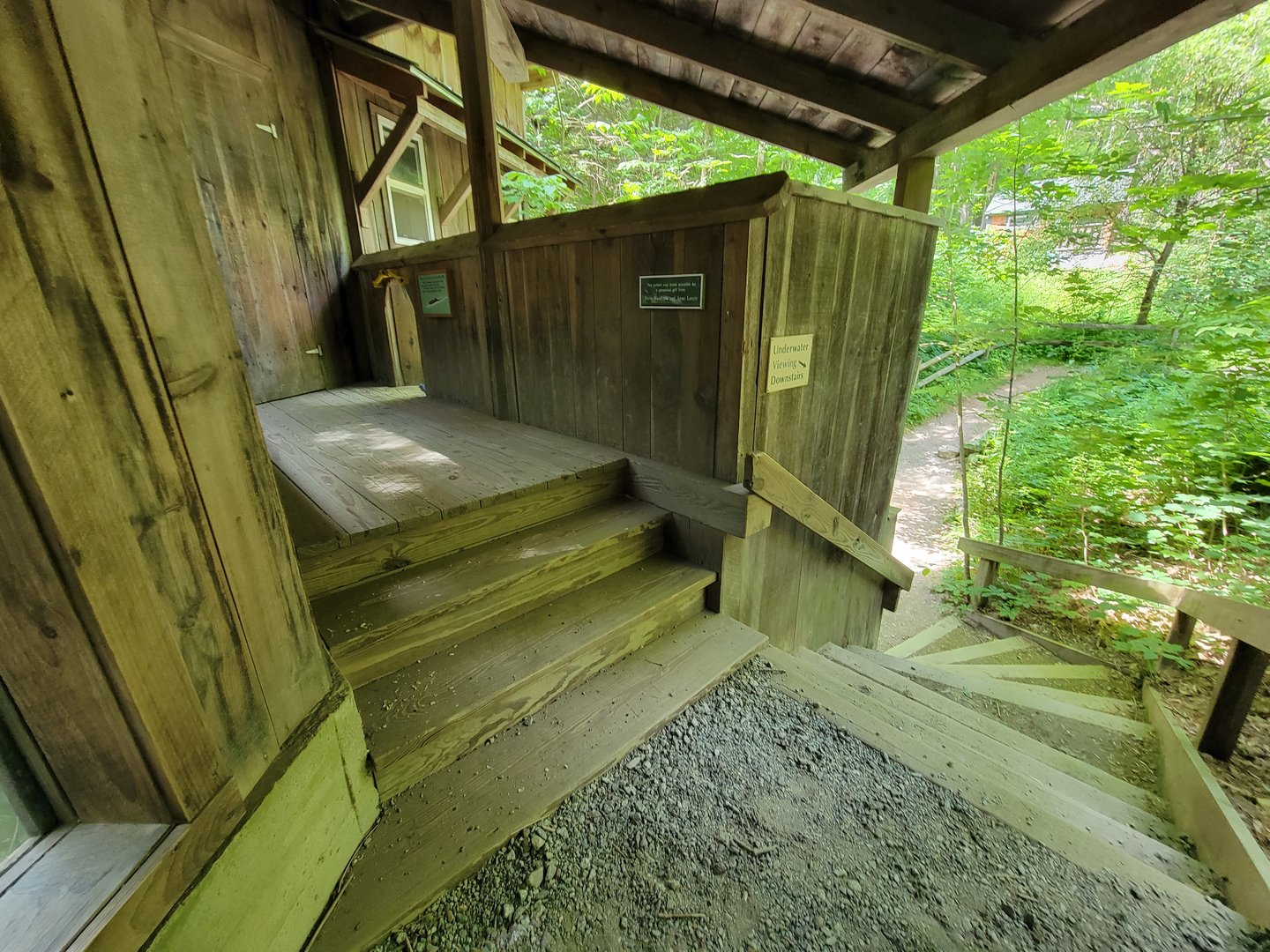 Squam Lakes NSC, 7/22 - North American river otter, slide/steps to underwater viewing