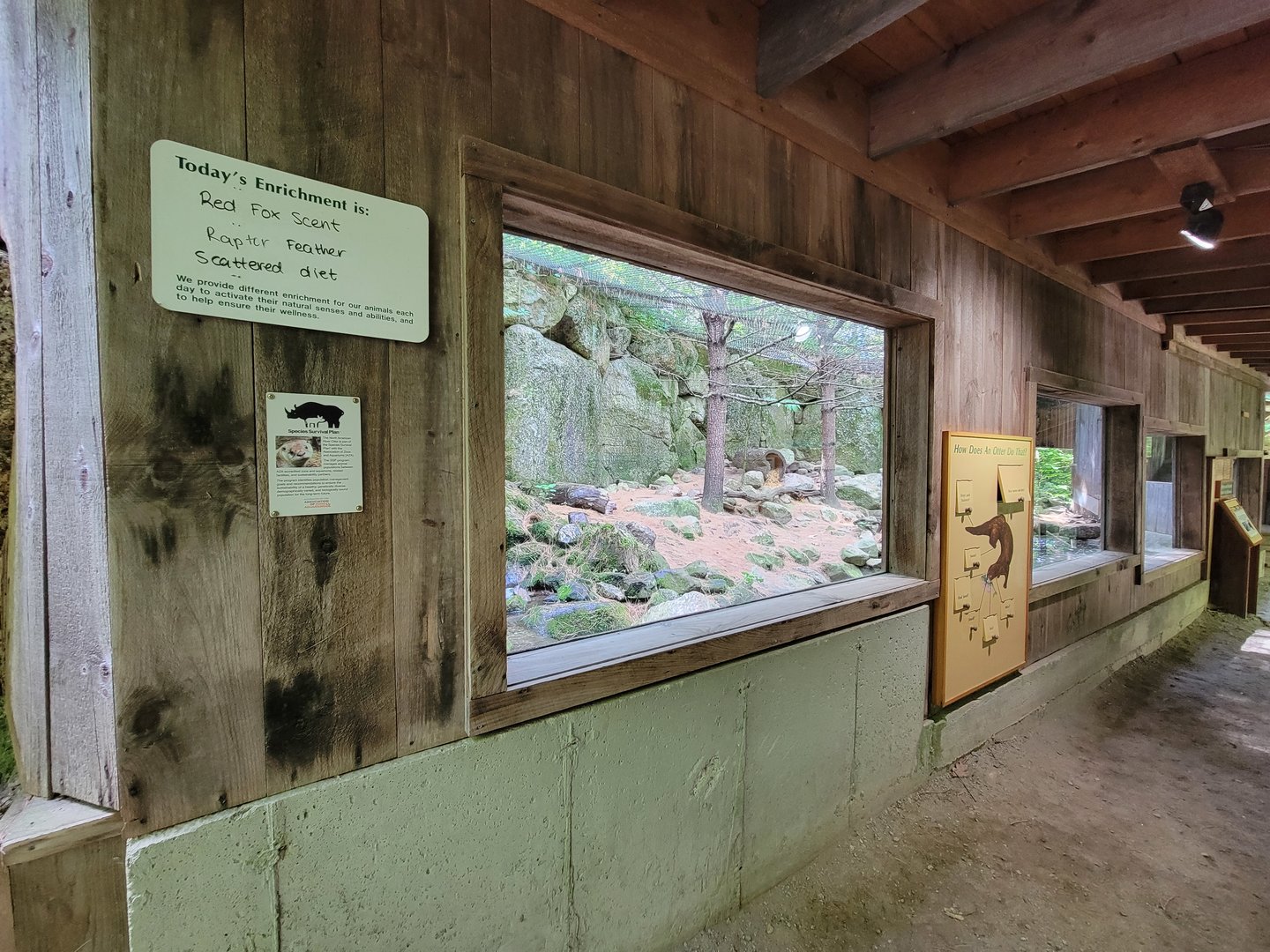 Squam Lakes NSC, 7/22 - North American river otter