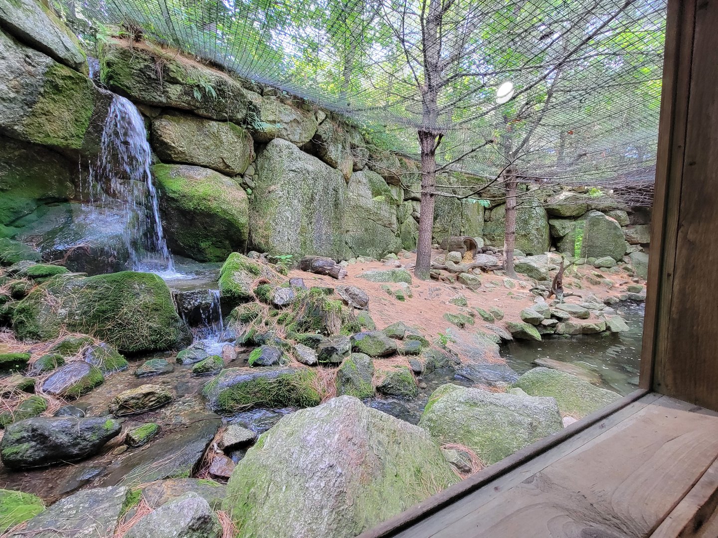 Squam Lakes NSC, 7/22 - North American river otter