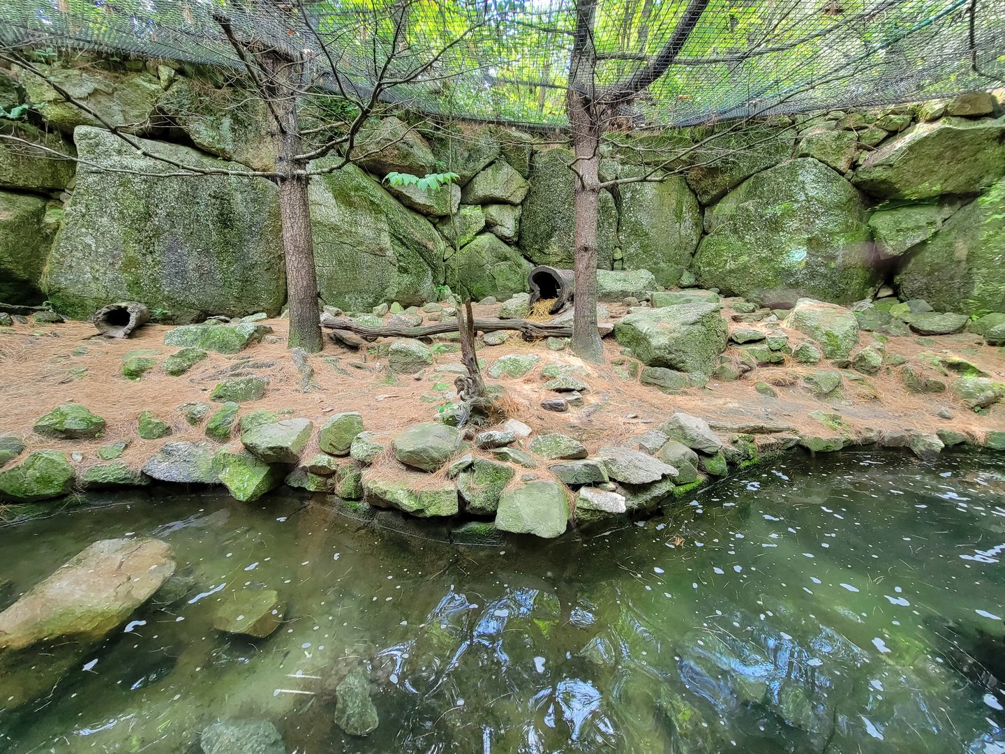 Squam Lakes NSC, 7/22 - North American river otter